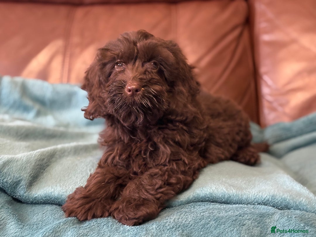 Cockapoo dogs for sale: Stunning F1 Cockapoo Pups - Image 7