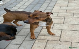 Mixed Breed dogs for adoption: Sweet Gomez looking for Love  - Image 20