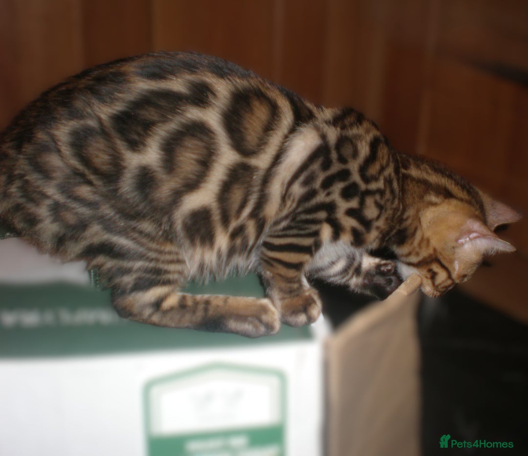 Bengal cats for sale: Only 1 Beautiful Bengal Kittens Ready to leave now in Manchester - Image 12