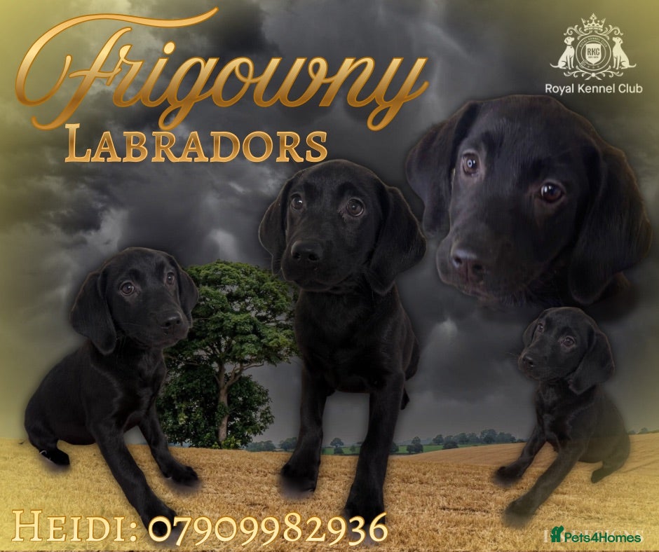 Labrador Retriever dogs 🖤 GORGEOUS Black Labrador GIRLS 🖤 - Advert 1