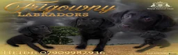 Labrador Retriever dogs for sale: 🖤 GORGEOUS Black Labrador GIRLS 🖤 - Advert 1