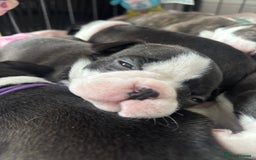 Boston Terrier dogs for sale: One stunning girl left !!! Ready to leave now !  - Image 14