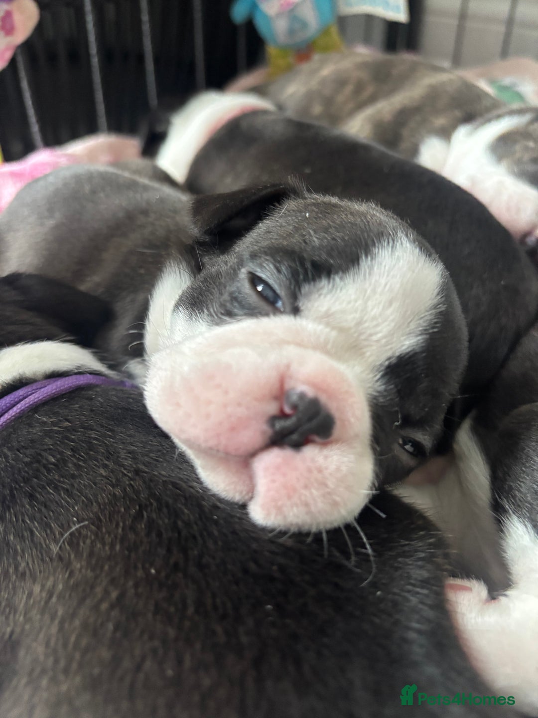 Boston Terrier dogs for sale: One stunning girl left !!! Ready to leave now !  - Image 14