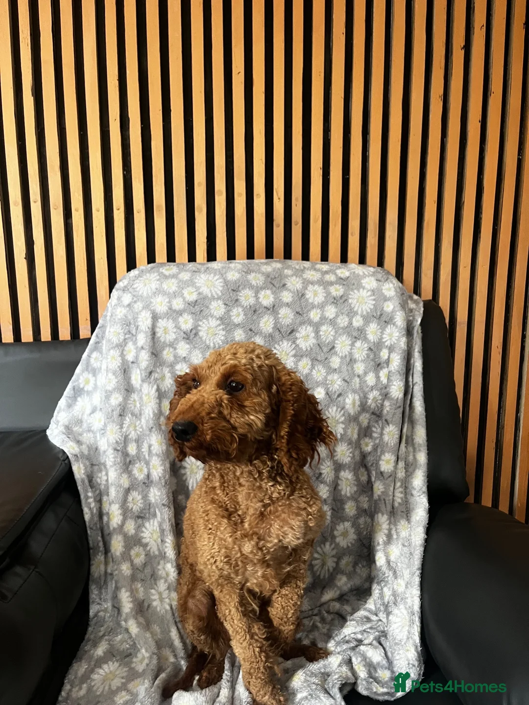 Miniature Poodle dogs for sale: Poodle female  - Advert 3