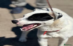 Mixed Breed dogs for adoption: LUCY - a Superb young Girl for a Loving Home - Image 16