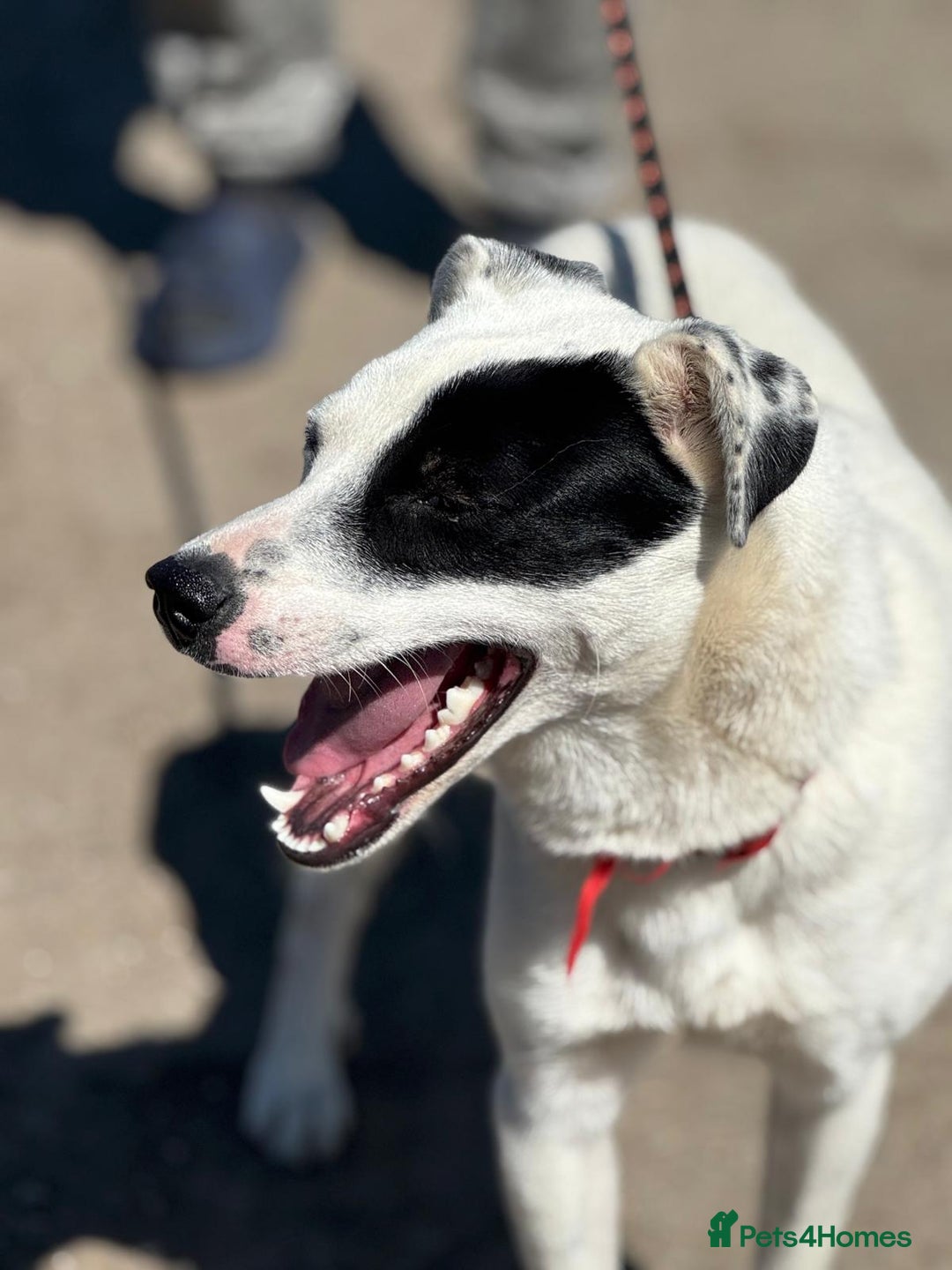 Mixed Breed dogs for adoption: LUCY - a Superb young Girl for a Loving Home - Image 16