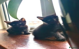 Mixed Breed cats for sale: 🐾 Adorable boy & girl 🐾 - Image 15
