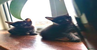 Mixed Breed cats - Advert 11