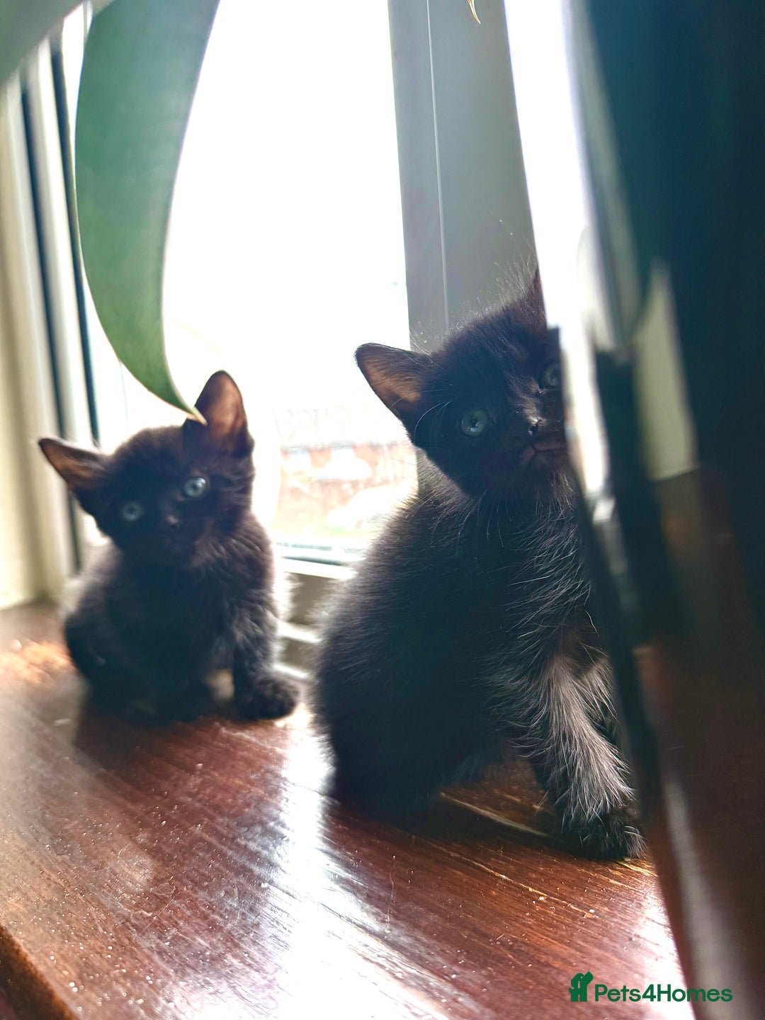 Mixed Breed cats for sale: 🐾 Adorable boy & girl 🐾 - Image 15