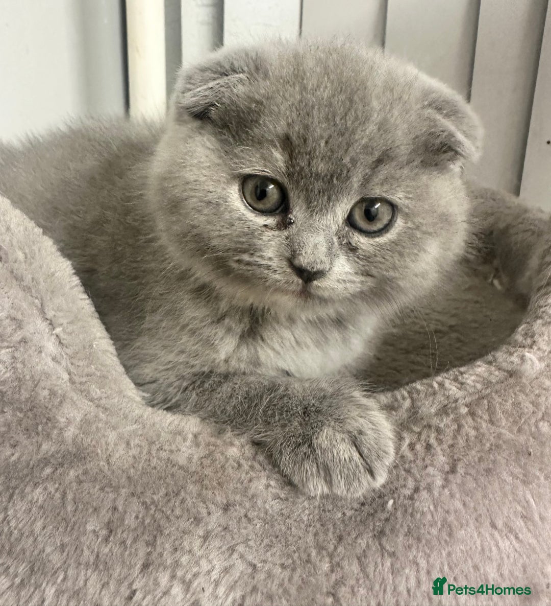 Scottish Fold cats for sale: ✨💜 Scottish Fold Girls For Sale 💜✨ - Advert 5