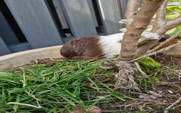 Guinea Pig rodents for sale: Handsome crested agouti shelte breed  - Image 3