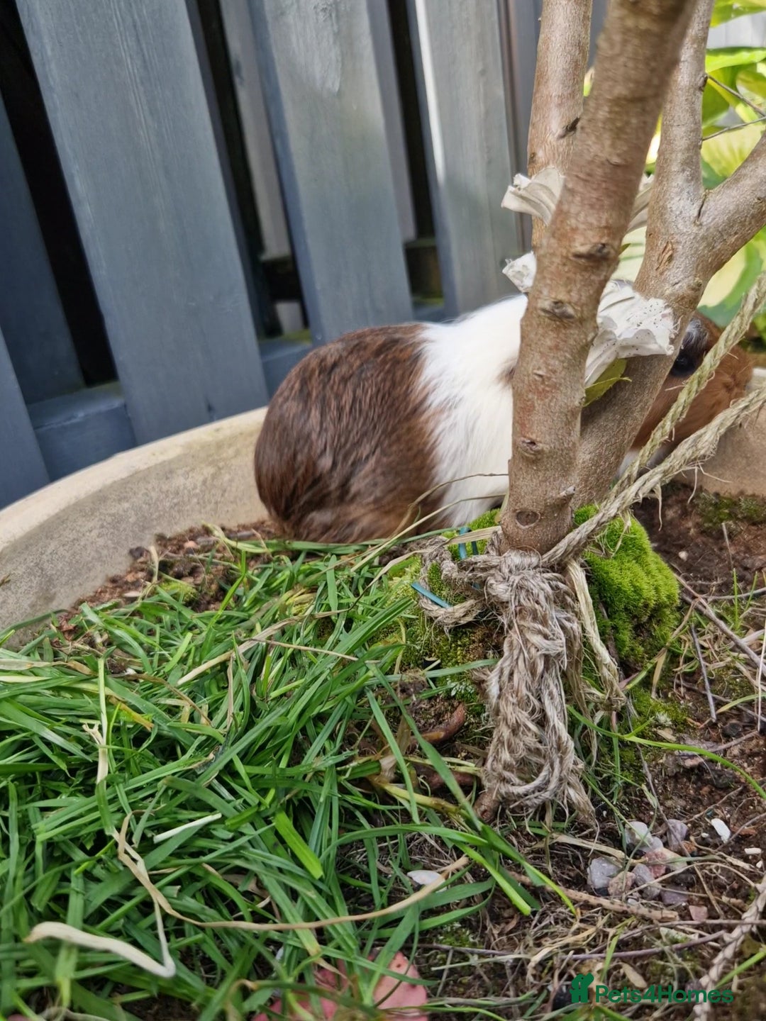 Guinea Pig rodents for sale: Handsome crested agouti shelte breed  - Image 3