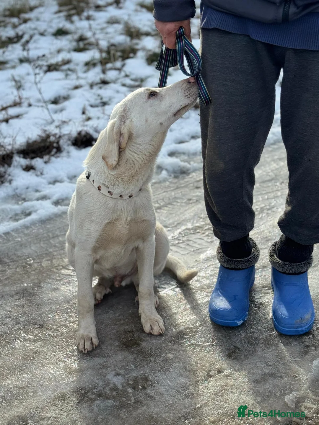 Mixed Breed dogs for adoption: 🐾 JACK – Gentle Soul with the Sweetest Eyes - Advert 33