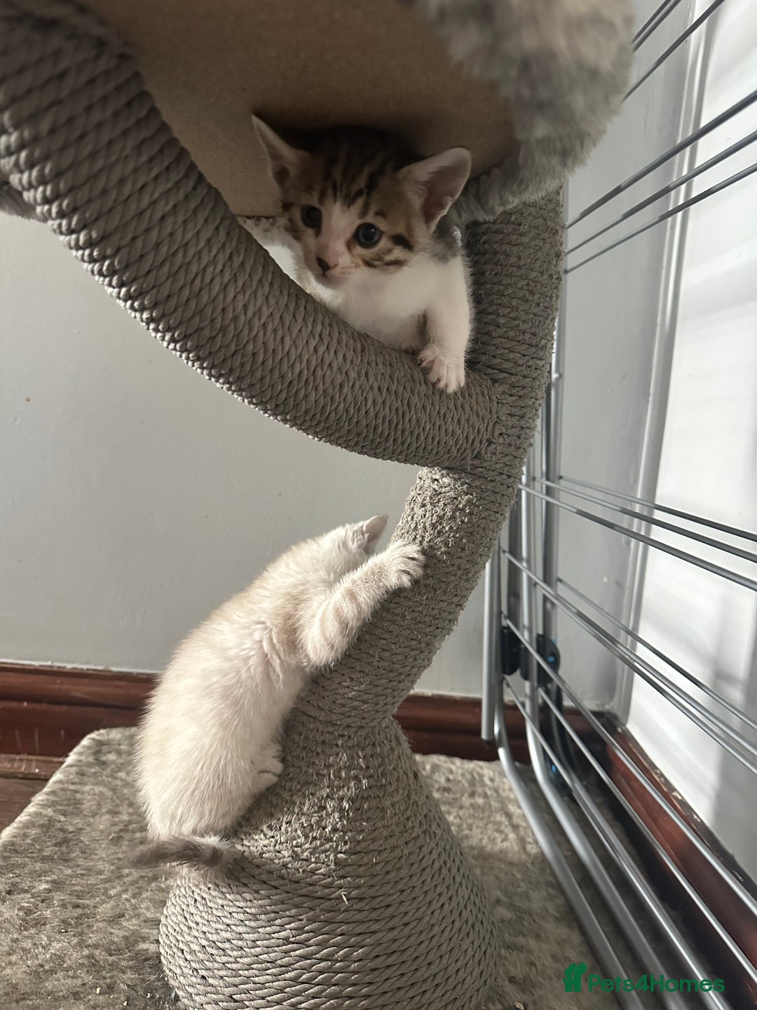 Bengal cats for sale: Stunning bengal/ragdoll kittens  - Image 4