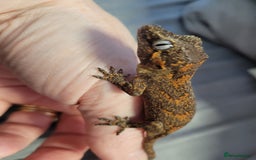 Gecko reptiles for sale: Crested Gecko Gargoyle &  Leachianus Gecko  in Wigston - Image 10