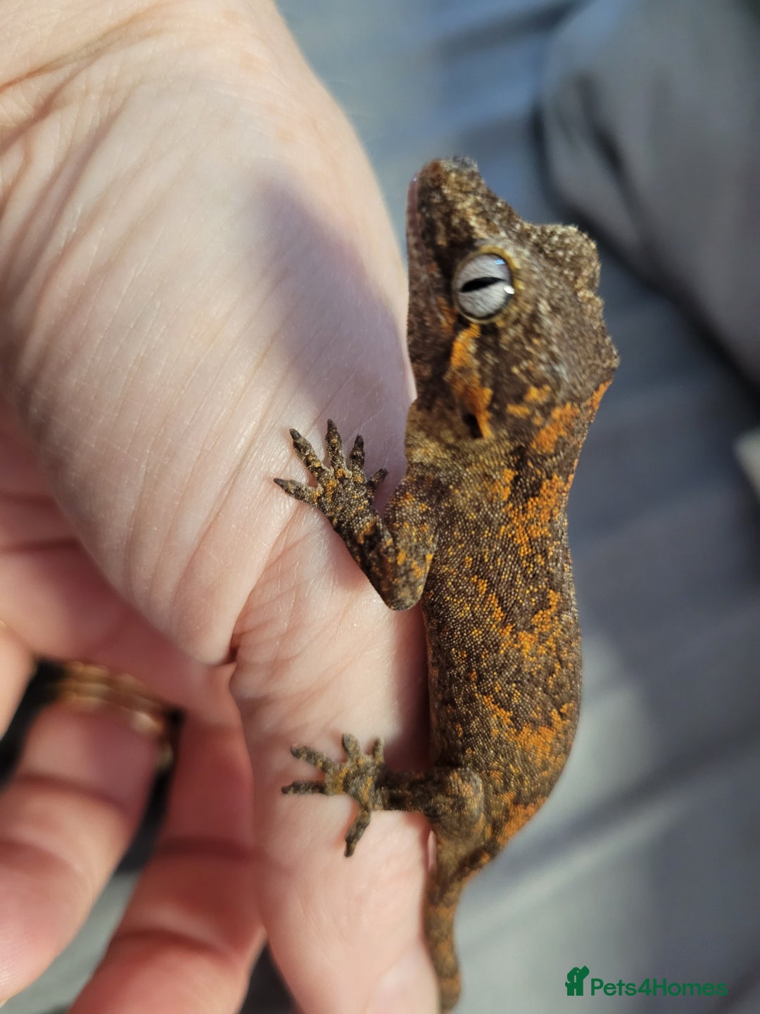 Gecko reptiles for sale: Crested Gecko Gargoyle &  Leachianus Gecko  in Wigston - Image 10