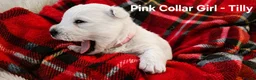West Highland Terrier dogs for sale: Gorgeous West Highland Terrior Puppies!! - Advert 10
