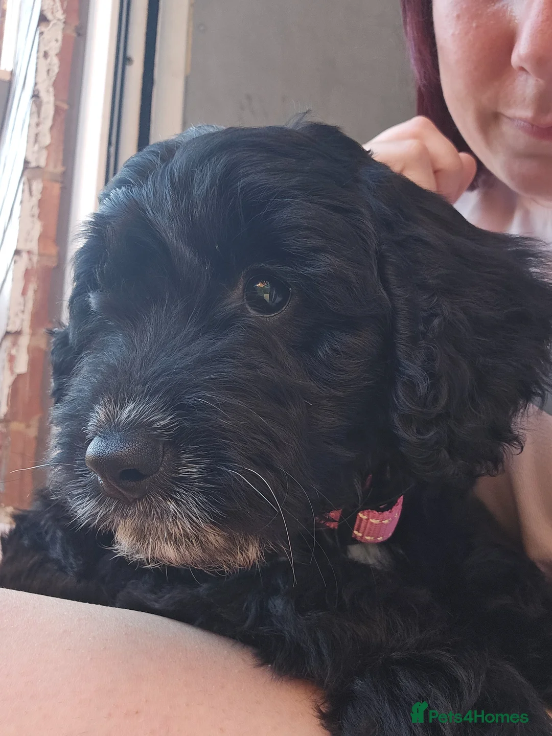 Cockapoo dogs for sale: 1 year old Cockerpoo girl  in Normanton - Advert 2