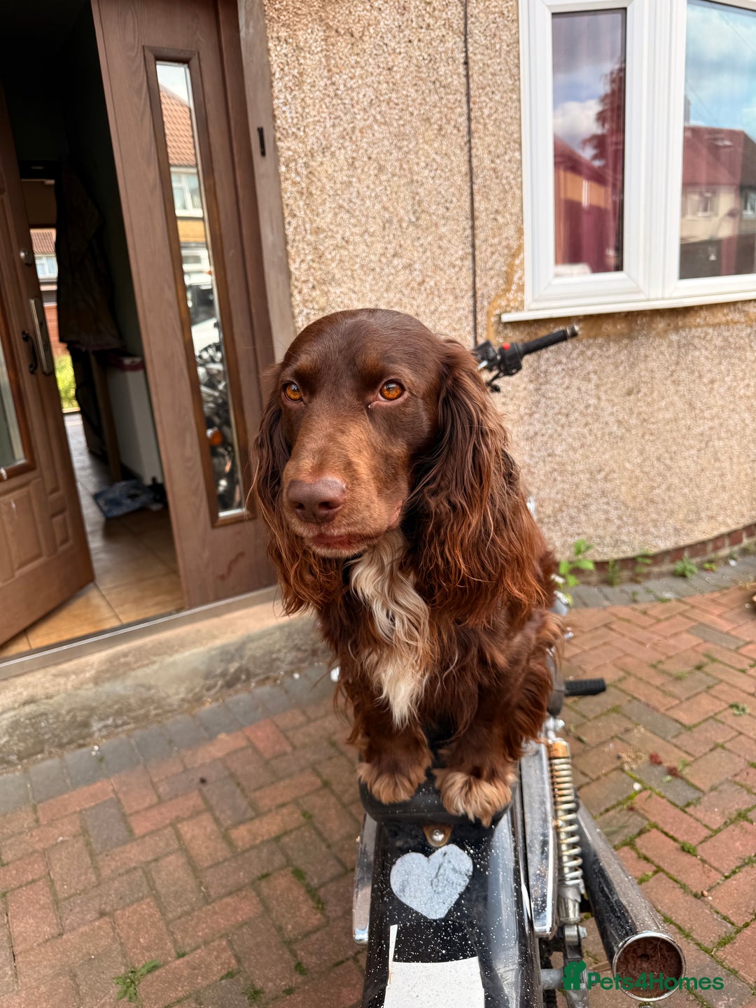 Cocker Spaniel dogs for sale: Dog Needs a good home  - Image 3