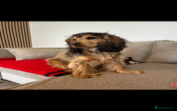 American Cocker Spaniel dogs for stud: 👑 PRINCE 👑  - Image 6