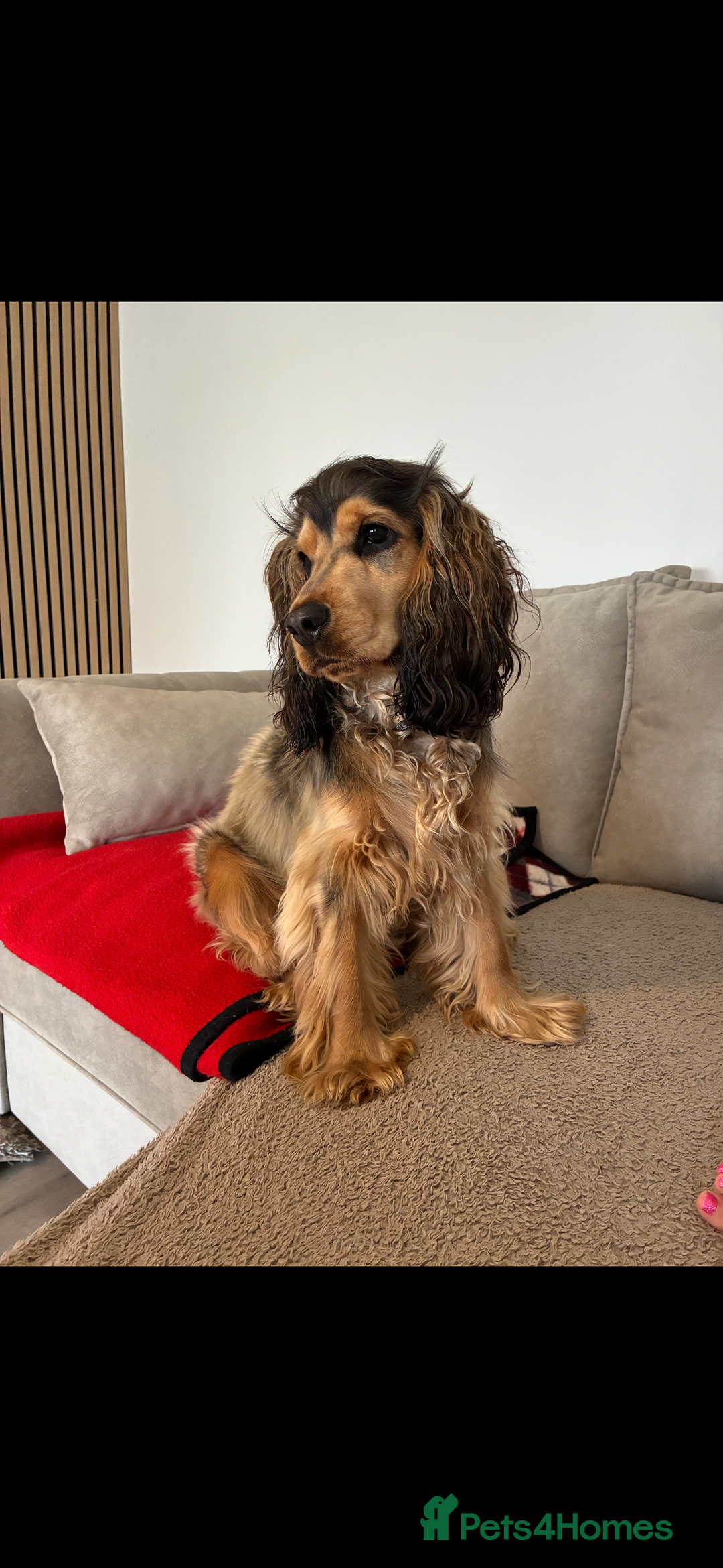 American Cocker Spaniel dogs for stud: 👑 PRINCE 👑  - Image 6