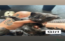 Mixed Breed cats for sale: Gorgeous Grey Kittens - Image 2