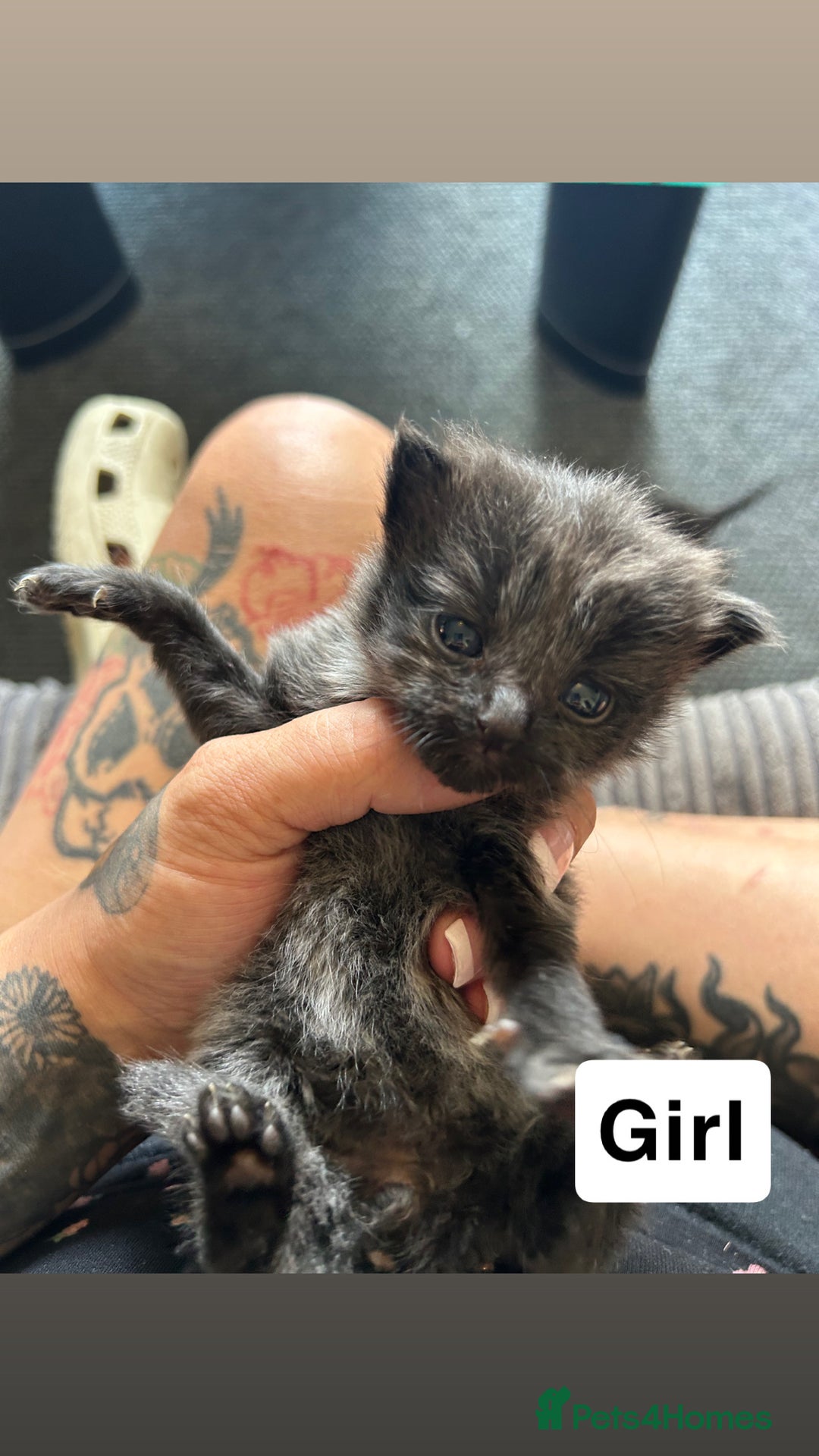 Mixed Breed cats for sale: Gorgeous Grey Kittens - Image 2