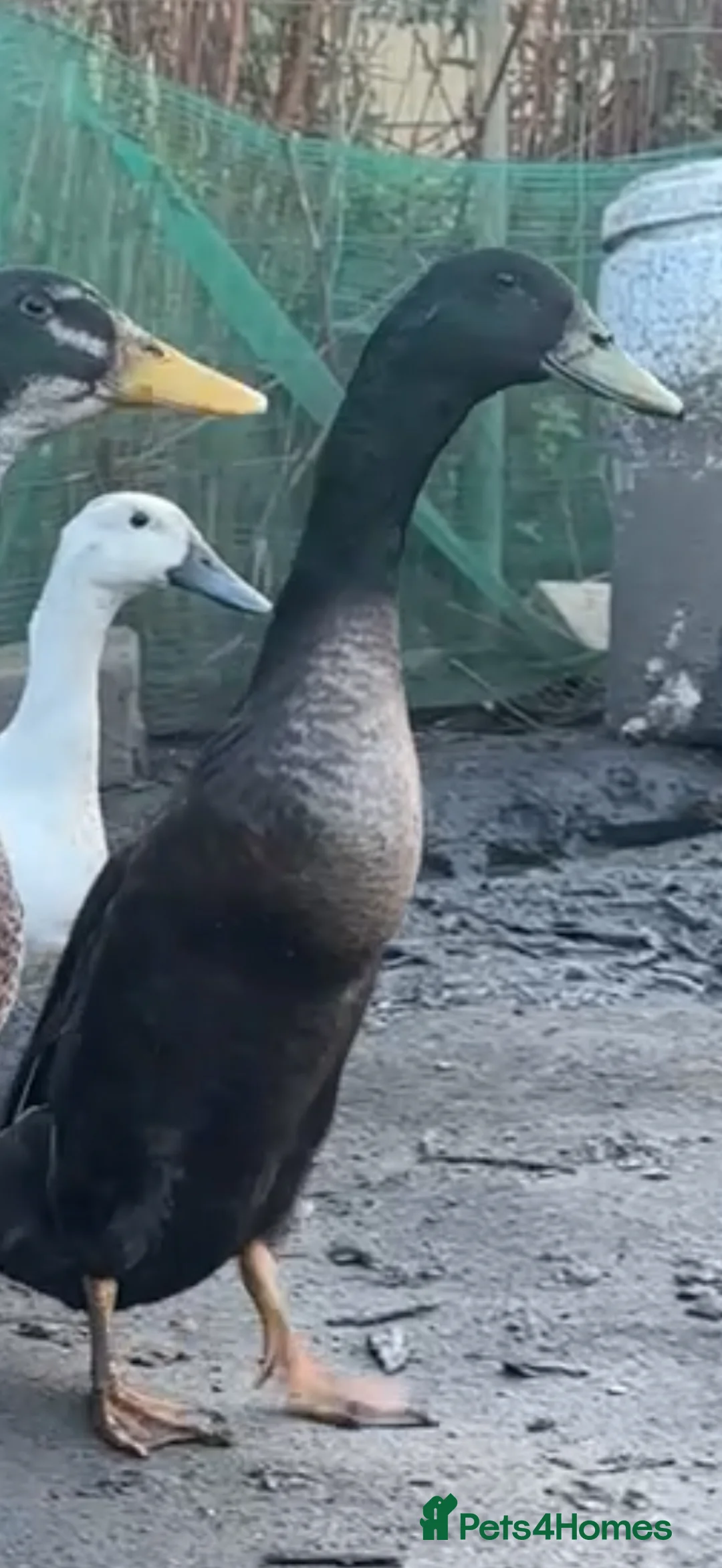Ducks poultry for sale: Indian runner duck in Chester-le-Street - Advert 3