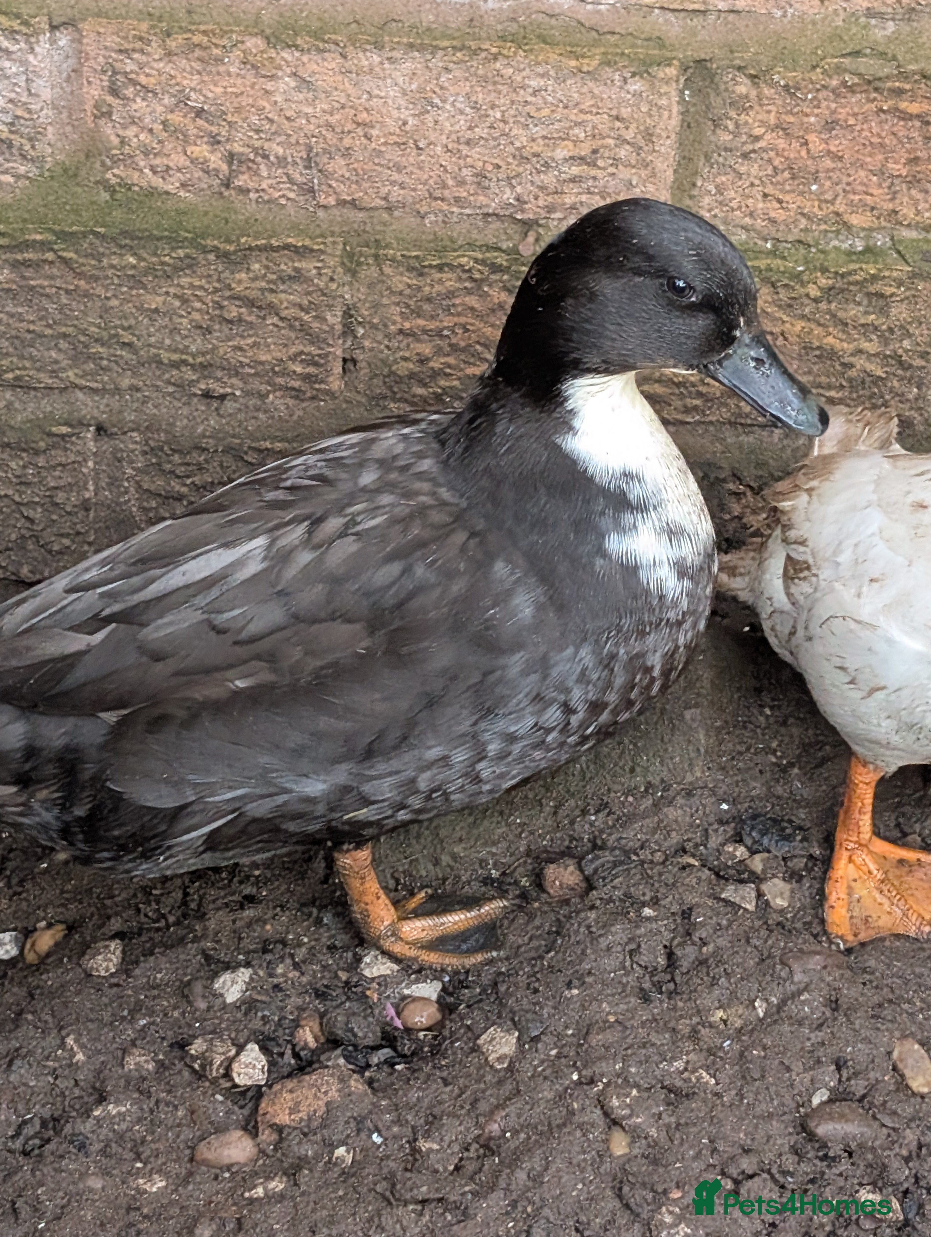 Ducks poultry Cull ducks, cock golden pheasant  - Advert 1