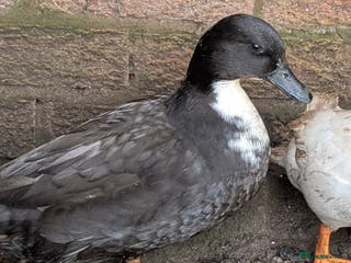 Ducks poultry Cull ducks, cock golden pheasant - Advert 13