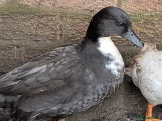 Ducks poultry Cull ducks, cock golden pheasant - Advert 8