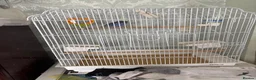 Budgerigars birds for sale: 3 male budgies in Westbury - Advert 4