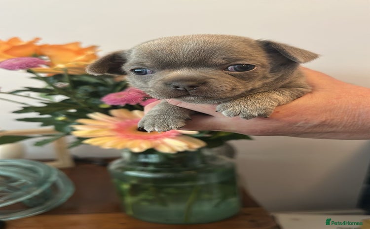 Chihuahua dogs - Advert 8