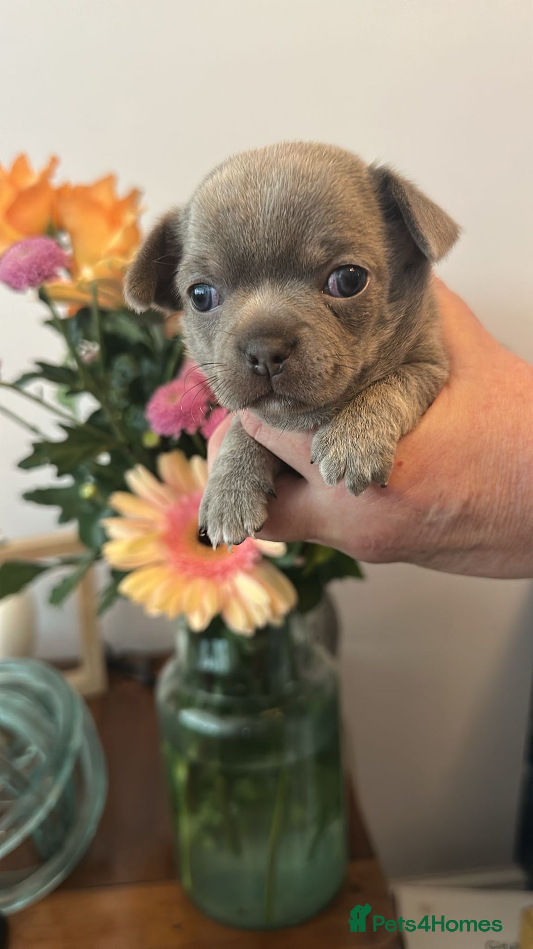 Chihuahua dogs for sale: Beautiful chihuahua pups! Long and short haired!! - Image 1