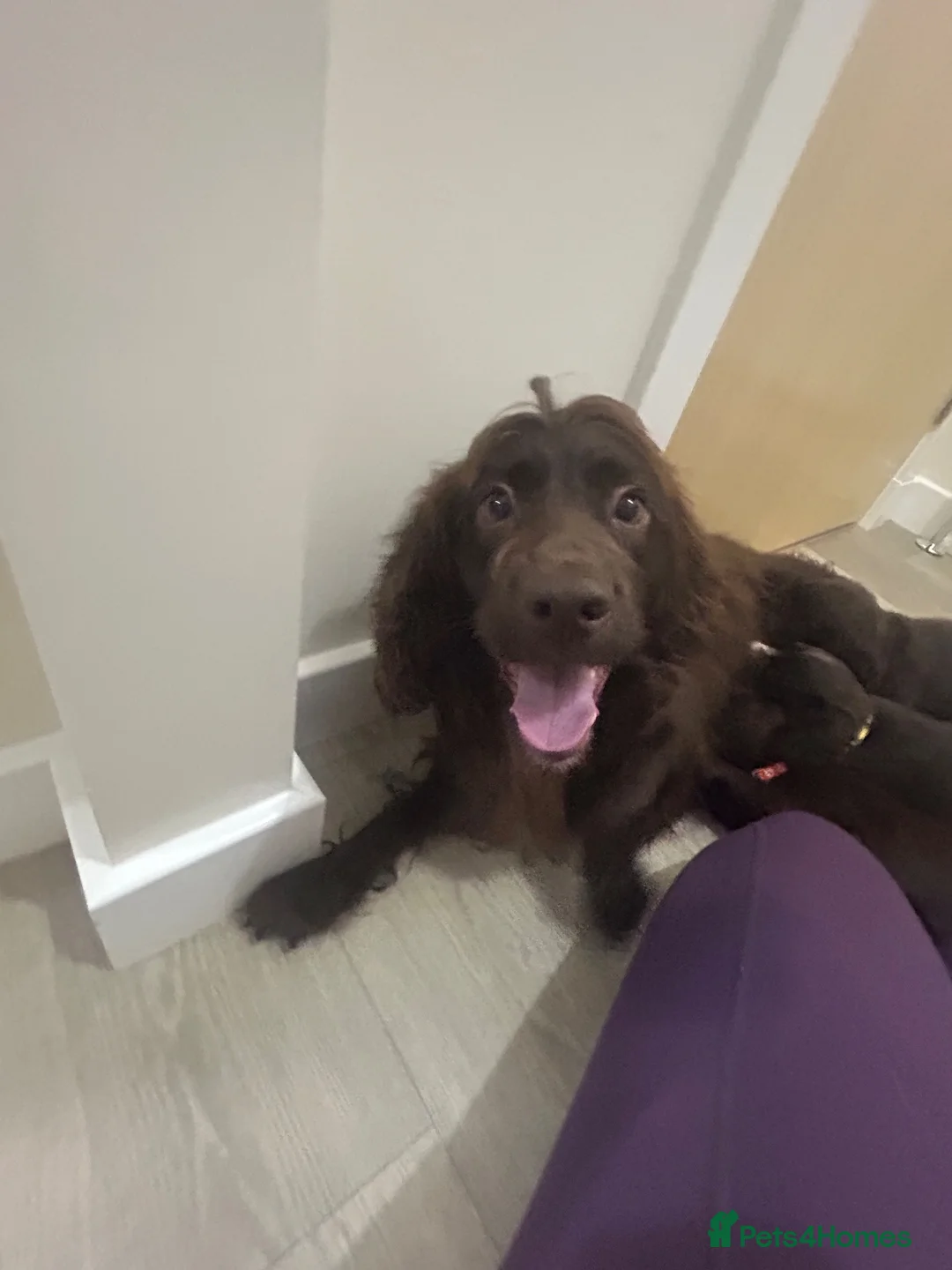 Cocker Spaniel dogs for sale: KC cocker spaniel puppies  - Advert 2