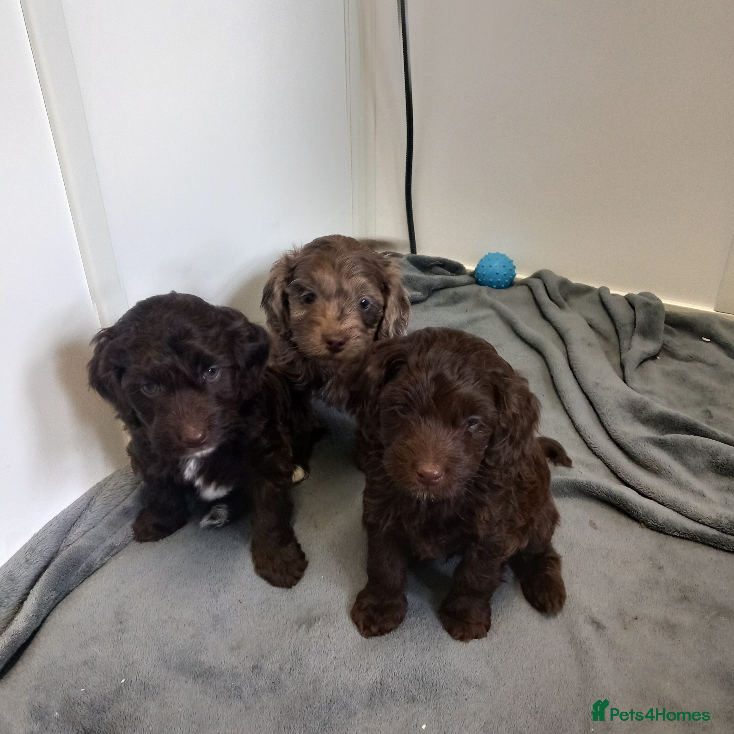 Cockapoo dogs  toy cockapoo puppies  - Advert 12