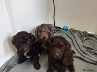 Cockapoo dogs toy cockapoo puppies - Advert 12