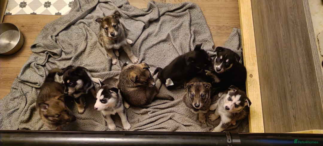 Shepsky dogs for sale: 9x Gorgeous Shepsky Puppies available 31/01 - Advert 1