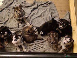 Shepsky dogs 9x Gorgeous Shepsky Puppies available 31/01 - Advert 1