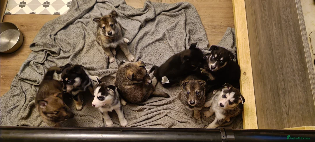 Shepsky dogs for sale: 9x Gorgeous Shepsky Puppies available 31/01 - Advert 1