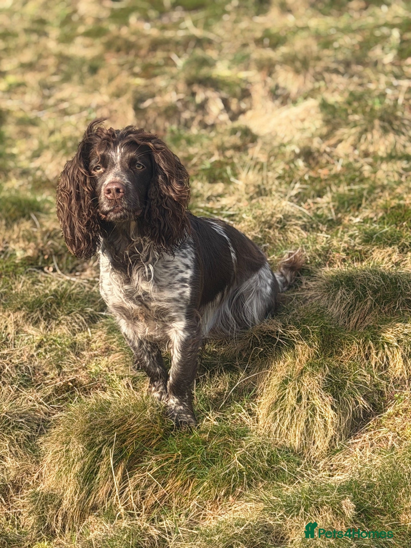 Cocker Spaniel dogs Cocker spaniel pup - Advert 1