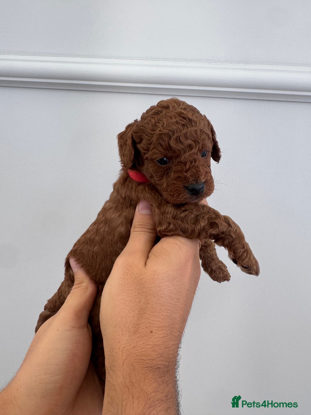 Cockapoo dogs for sale: ✨ Stunning F1b Cockerpoo Puppies Available ✨ - Advert 17