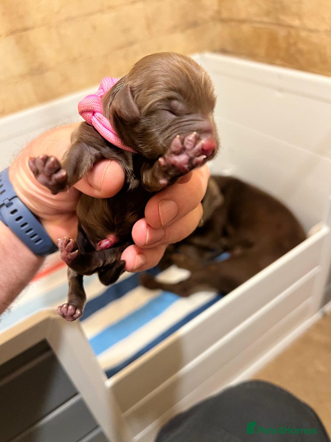Cockapoo dogs for sale: Stunning Cockapoo female puppy for sale - Image 3