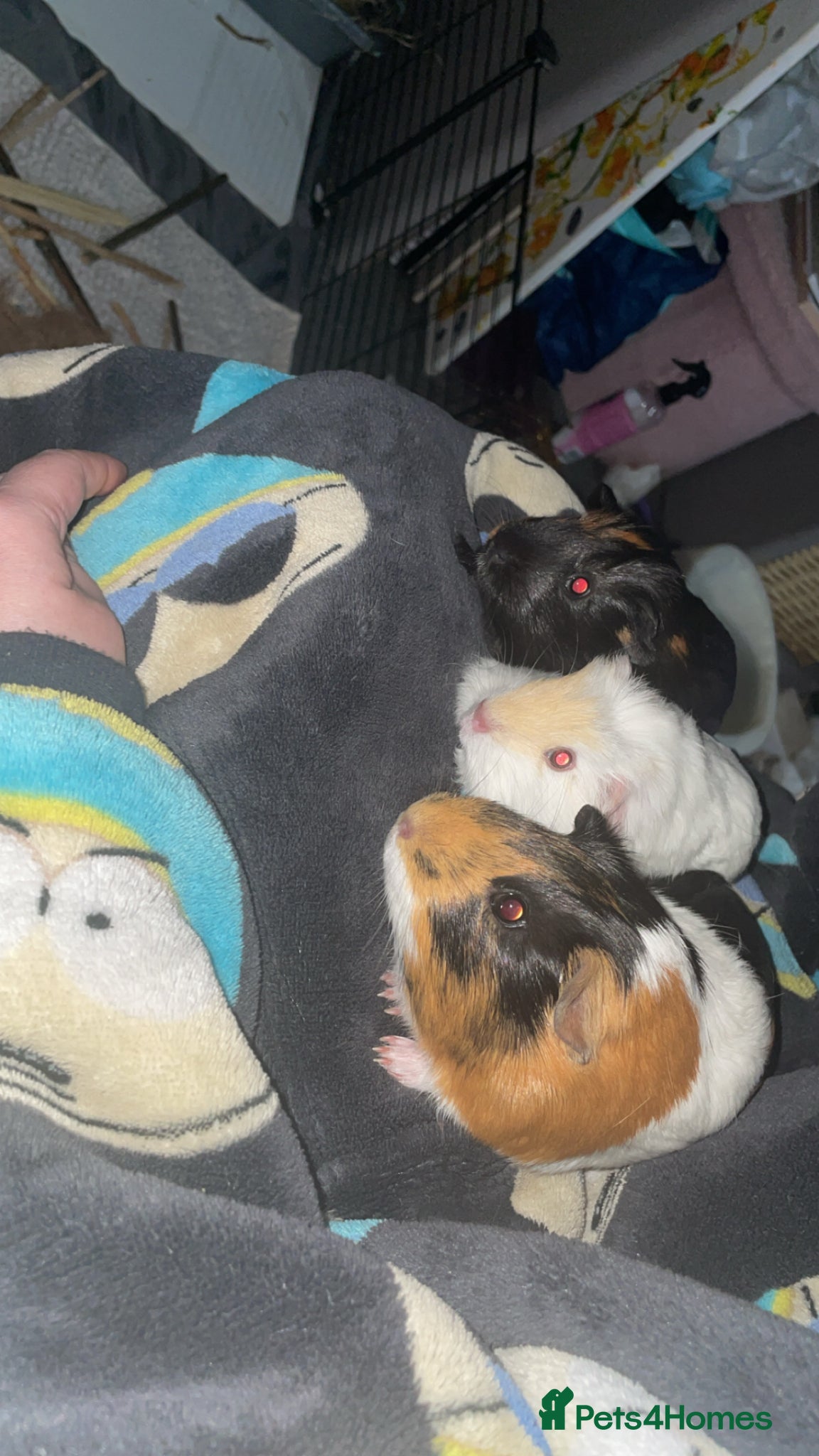 Guinea Pig rodents 3 female guinea pigs for sale - Advert 1