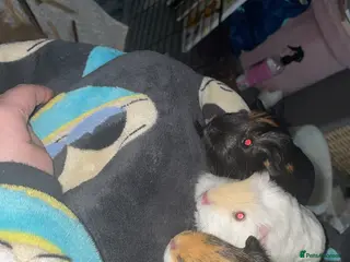 Guinea Pig rodents 3 female guinea pigs for sale - Advert 1