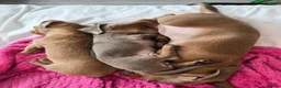 Dachshund dogs for sale: Gorgeous daschund puppies for sale! in Manchester - Advert 7