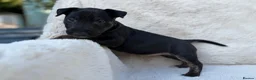English Bull Terrier dogs for sale: Champion Bloodline English Bull Terrier Puppies - Advert 27