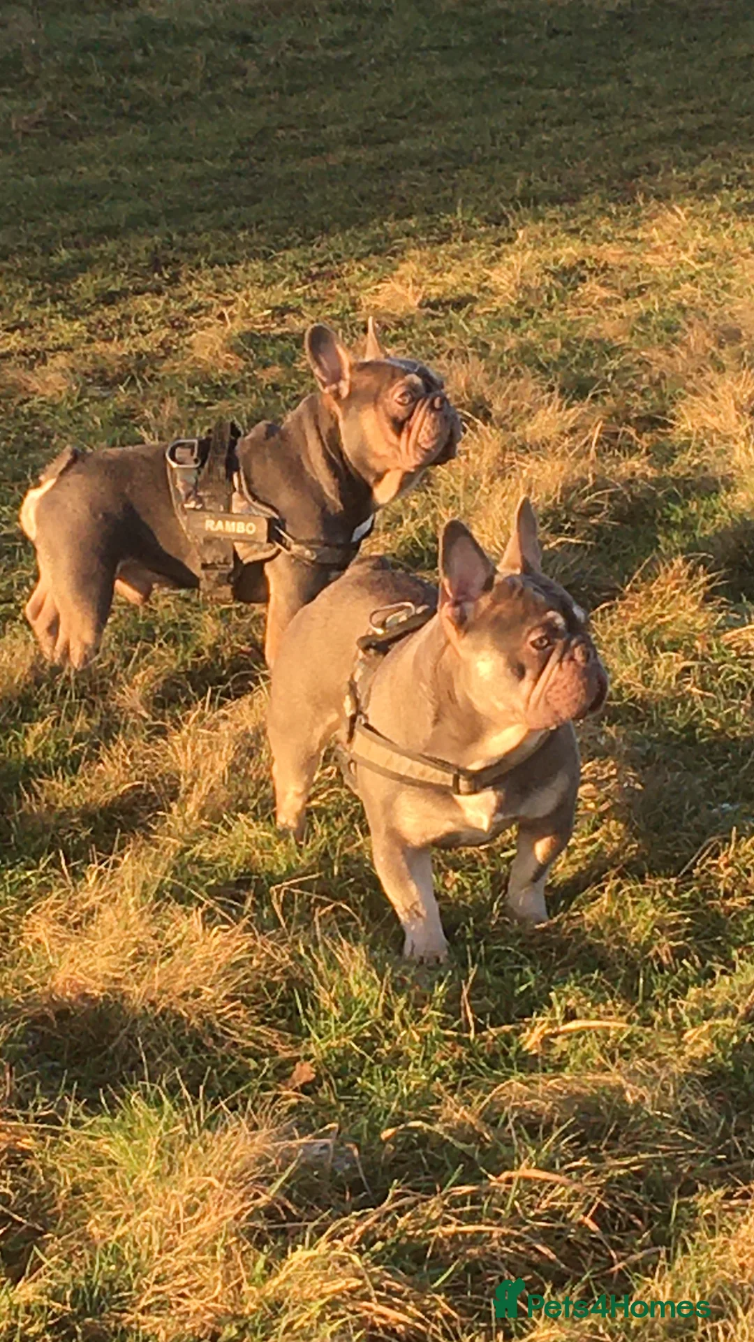 French Bulldog dogs for stud: RFG-FBCE-BVA LILAC & TAN KC French Bulldog studs  in Darlington - Advert 4