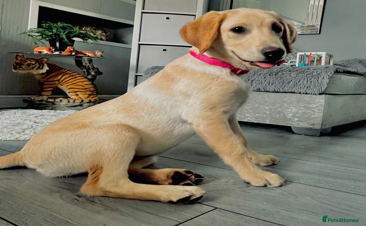 Labrador Retriever dogs - Advert 12