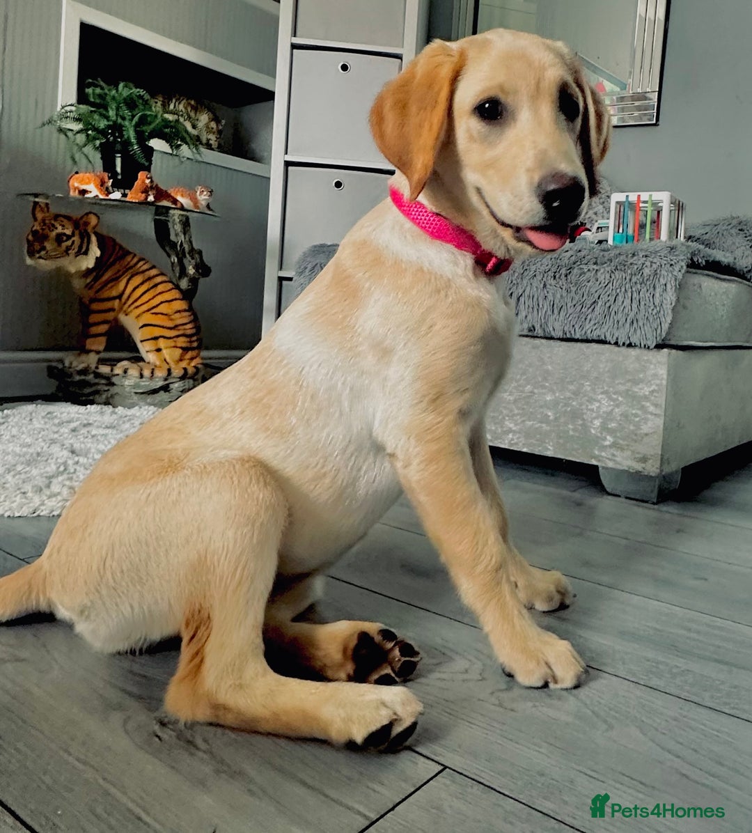 Labrador Retriever dogs for sale: Female lab 7months old  - Image 1